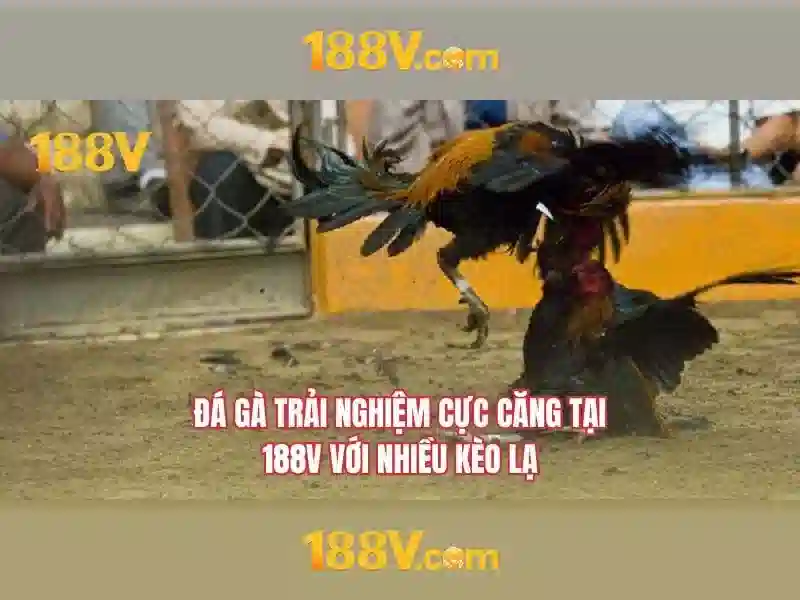 Giao diện nhà cái hoàn hảo